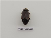 藏品(埋葬蟲)的圖片